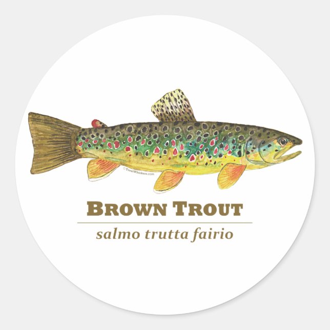 Brown Trout Latin Ichthyology Classic Round Sticker (Front)