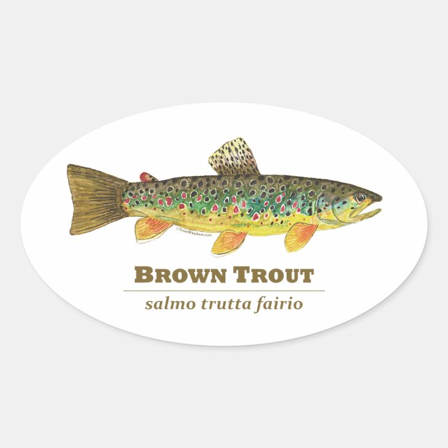 Brown Trout Latin Ichthyology Oval Sticker (Front)