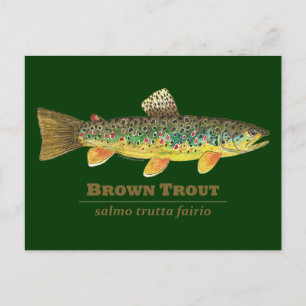 Brown Trout Latin Ichthyology Postcard
