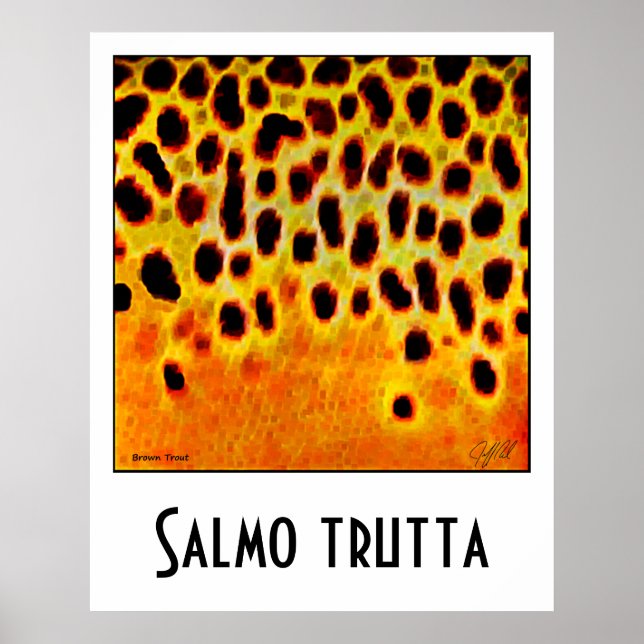 Brown Trout Poster (Front)