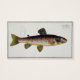 Brown Trout (Salmo Iasustris) plate XXIII from 'Ic (Back)