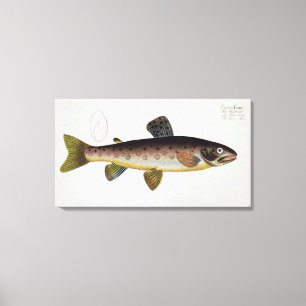 Brown Trout (Salmo Iasustris) plate XXIII from 'Ic Canvas Print