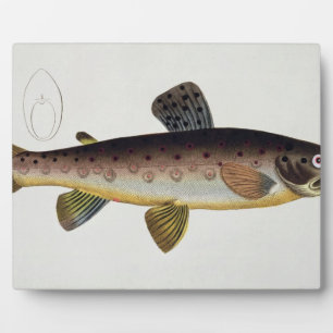 Brown Trout (Salmo Iasustris) plate XXIII from 'Ic Plaque