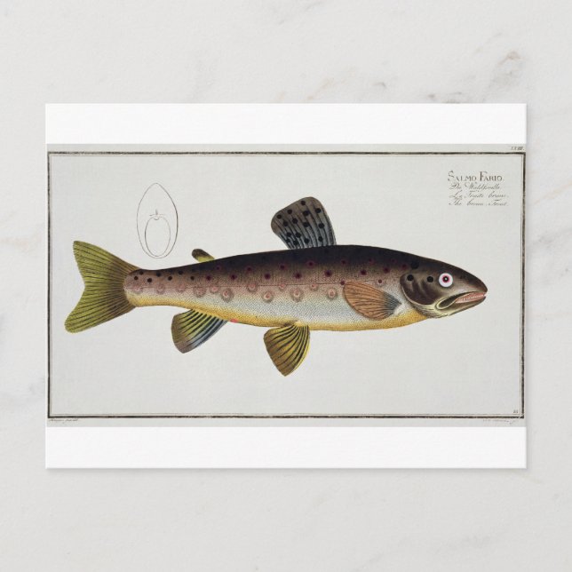 Brown Trout (Salmo Iasustris) plate XXIII from 'Ic Postcard (Front)