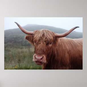 Brown water buffalo in Duirinish, United Kingdom Poster