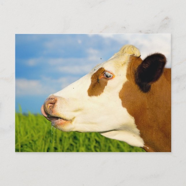 Brown white cow looking straight ahead. postcard (Front)