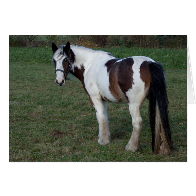 Brown White Horse (Front Horizontal)