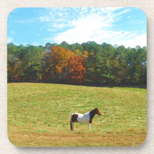 Brown & White horse,autumn trees,blue sky Coaster