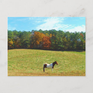 Brown & White horse,autumn trees,blue sky Postcard