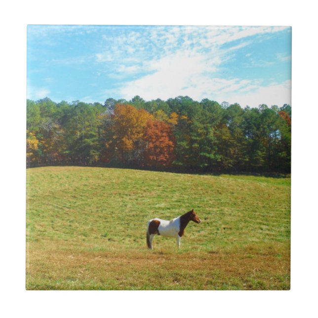 Brown & White horse,autumn trees,blue sky Tile (Front)