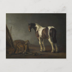 Brown & White Horse Postcard