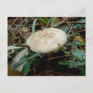 Brown White Mushroom OBX Postcard