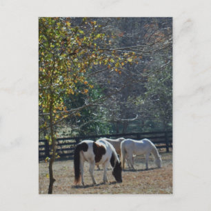 Brown &White Painted Horse and Cream Horse Postcard