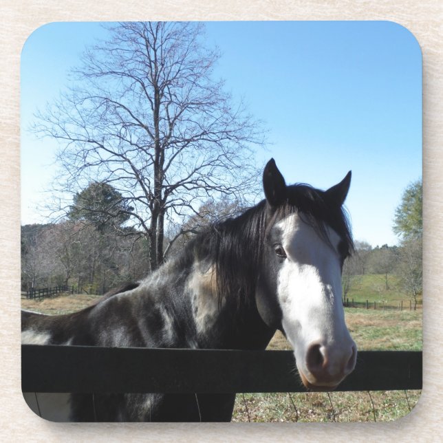Brown &White, Painted Horse, bright blue sky Coaster (Front)