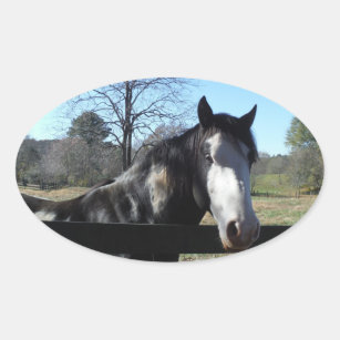 Brown &White, Painted Horse, bright blue sky Oval Sticker