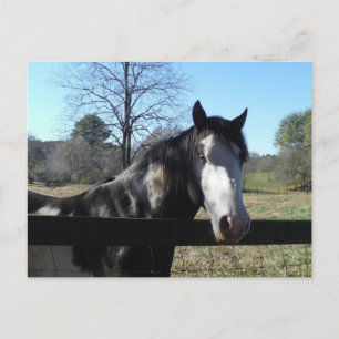 Brown &White, Painted Horse, bright blue sky Postcard