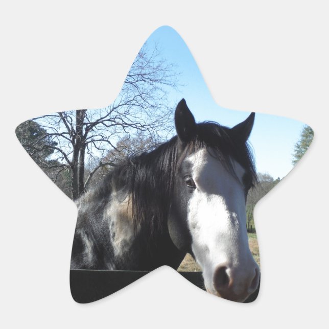 Brown &White, Painted Horse, bright blue sky Star Sticker (Front)