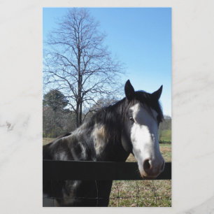 Brown &White, Painted Horse, bright blue sky Stationery