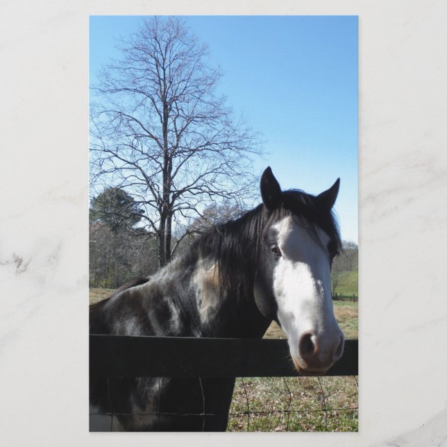 Brown &White, Painted Horse, bright blue sky Stationery (Front)