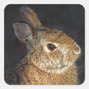 Brown Wild Bunny Rabbit in Sunlight Square Sticker