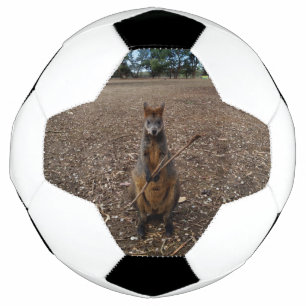 Brown Young Australian Wallaby Eating A Stick,   Football