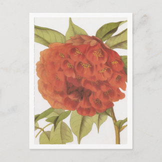 Brownea ariza postcard