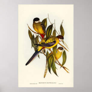 Brown's Parakeet by Elizabeth Gould Poster