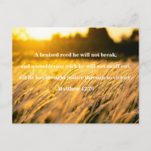 Bruised Reed Bible Verse Postcard