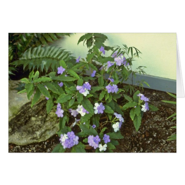 Brunfelsia Pauciflora Eximia (Yesterday, Today & T (Front Horizontal)