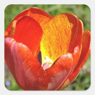 Brushed Tulip Stickers