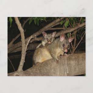 Brushtail Possums Postcard