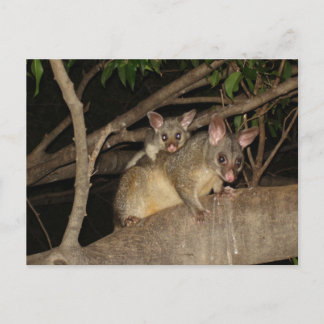 Brushtail Possums Postcard