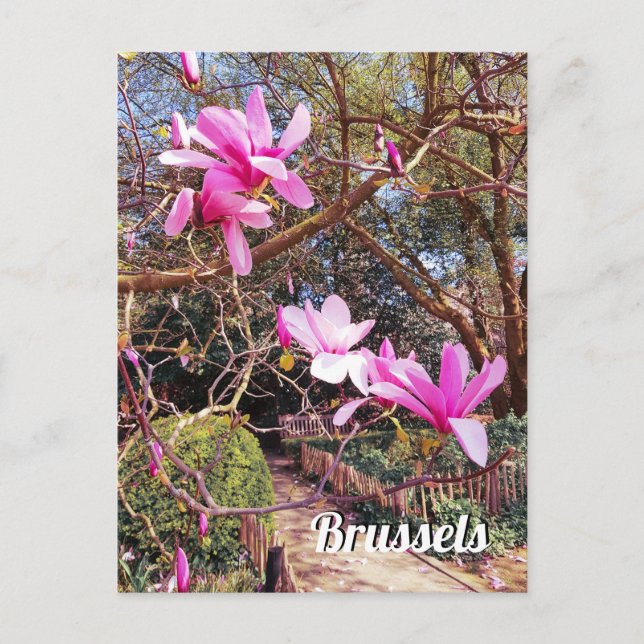 Brussels Belgium travel photo Postcard (Front)