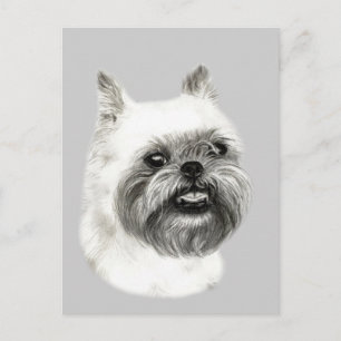 Brussels Griffon Dog Drawing Postcard