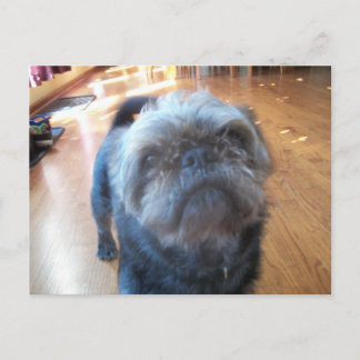 Brussels Griffon Postcard