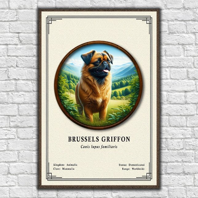 Brussels Griffon Zoology Series Poster (Creator Uploaded)