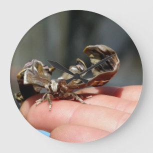 Brutal Insect Photo Baby Butterfly Round Clock