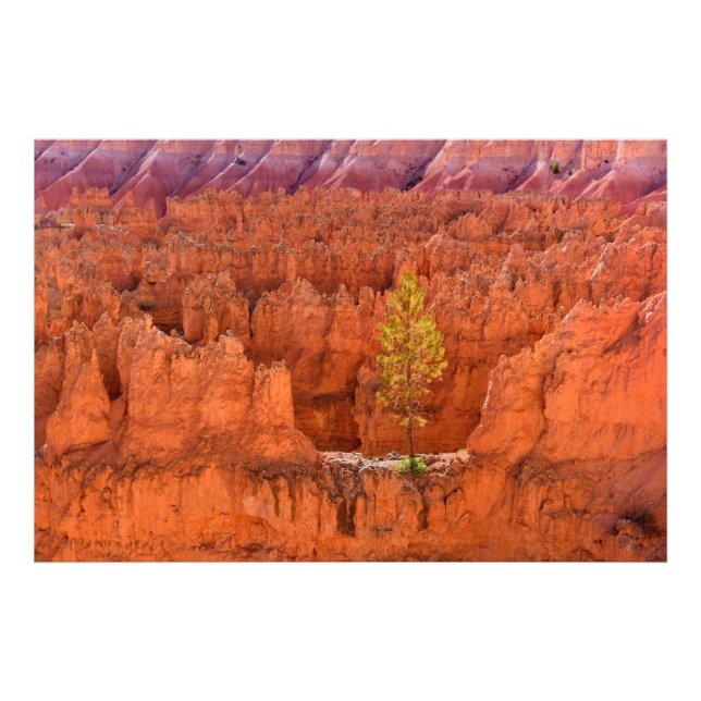 Bryce Canyon National Park, Utah USA Photo Print (Front)