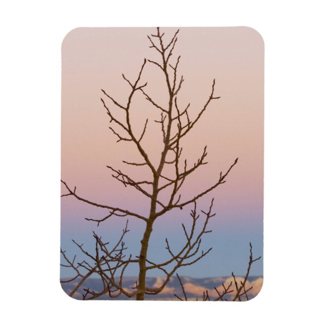 Bryce Canyon, Utah. Bare tree in front of sunset Magnet (Vertical)