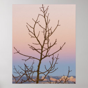 Bryce Canyon, Utah. Bare tree in front of sunset Poster