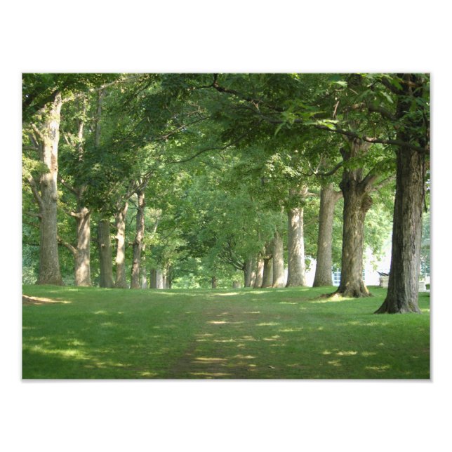 Bryn Mawr College Photo Print Senior Row trees (Front)