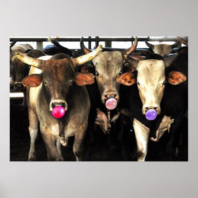 Bubble Gum Blowing Rodeo Bull Cows Western Art Poster (Front)