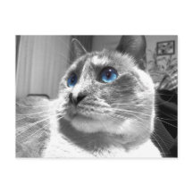 Bubble's Mesmerising Blues