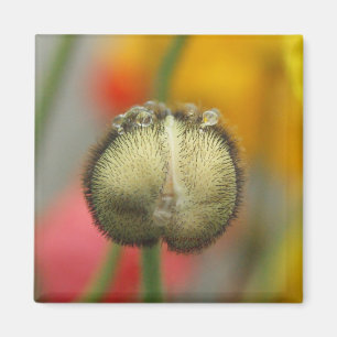 bubbly poppy magnet