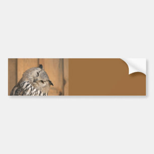 Bubo bubo sibiricus bumper sticker