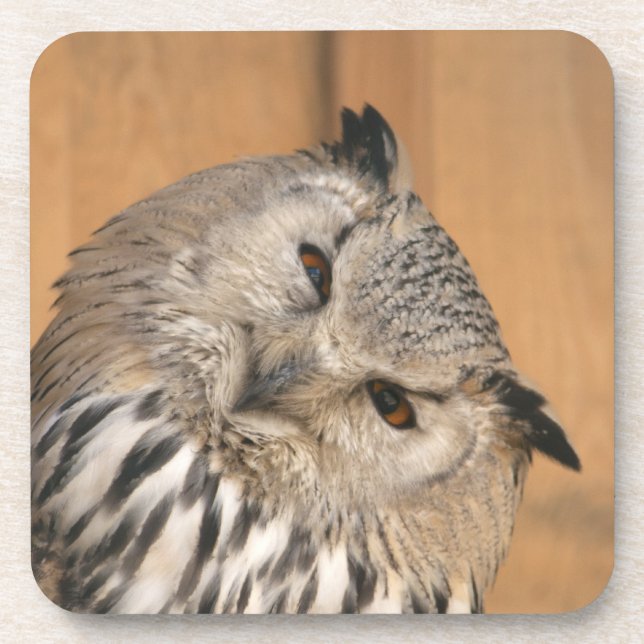 Bubo bubo sibiricus coaster (Front)