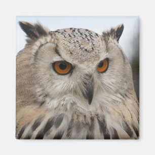 Bubo bubo sibiricus magnet