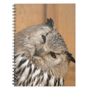 Bubo bubo sibiricus notebook