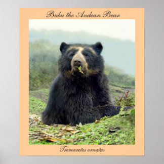 Bubu the Andean Bear at Yanahurco, Ecuador Poster