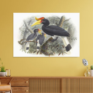 Buceros rhinoceros canvas print